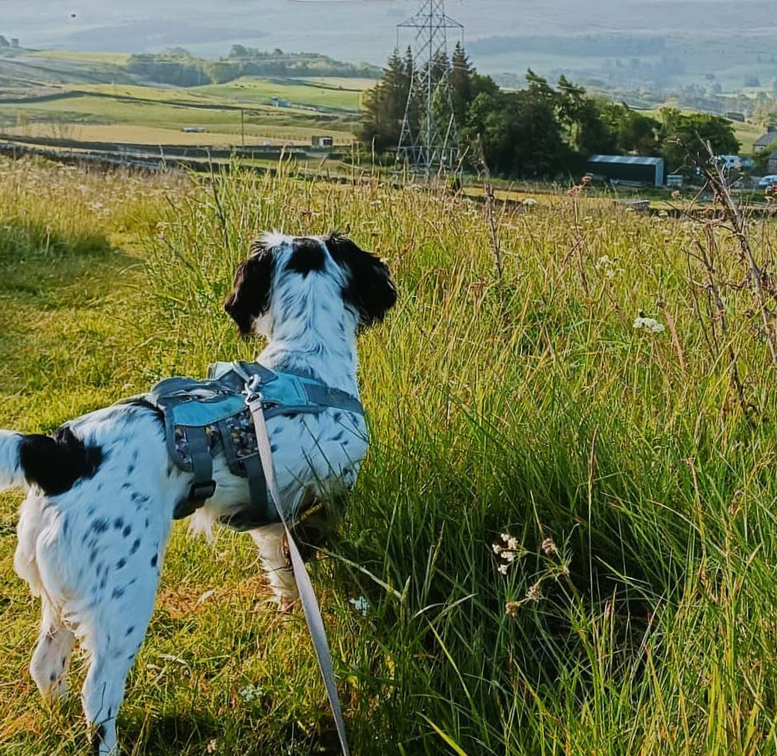 A new survey has revealed the top priorities for pet owners when booking a dog friendly break