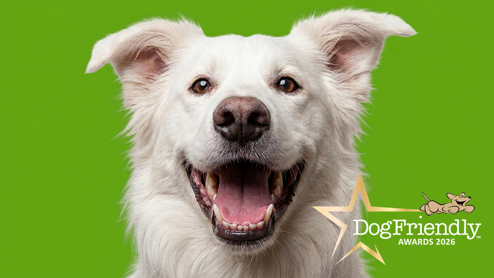 DOG FRIENDLY BUSINESSES:Why the woof would you get involved in the DogFriendly Awards?